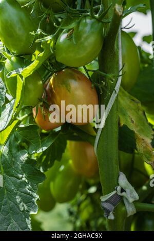 Natürliche Tomaten im Gewächshaus. Anbau von Bio-Produkten auf dem Bauernhof. Landwirtschaft und Ernte. Kultivierte gesunde Ernährung. Grüne Tomaten. Vertikale Sho Stockfoto