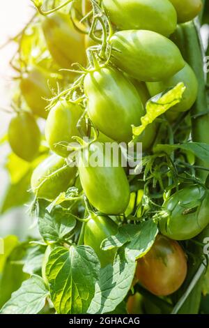 Natürliche Tomaten im Gewächshaus. Anbau von Bio-Produkten auf dem Bauernhof. Landwirtschaft und Ernte. Kultivierte gesunde Ernährung. Grüne Tomaten. Vertikale Sho Stockfoto
