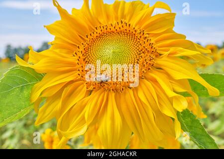 Die gewöhnliche östliche Bumblebee, Bombus impatiens, sammelt Pollen in einem schönen Feld von gelben Sonnenblumen. Stockfoto