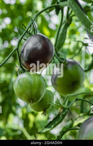 Natürliche Tomaten im Gewächshaus. Anbau von Bio-Produkten auf dem Bauernhof. Landwirtschaft und Ernte. Kultivierte gesunde Ernährung. Grüne Tomaten. Vertikale Sho Stockfoto