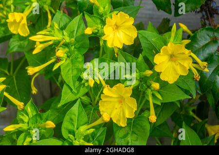 Gelbes Mirabilis Jalapa Stockfoto