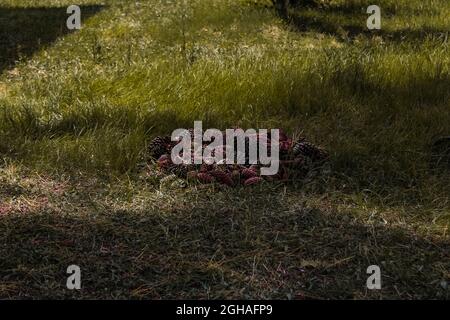 Kiefernzapfen versammelten sich, um ein schamanisches Ritual im Wald zu beginnen. Feiner Kegelstapel. Stockfoto