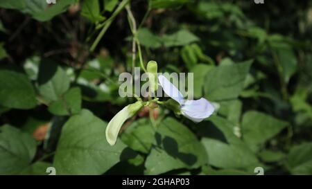 Nahaufnahme einer violetten, geflügelten Bohnenblume mit Knospen im direkten Sonnenlicht Stockfoto