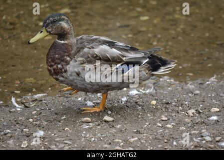 Nahaufnahme, linkes Profil, Ganzkörperporträt einer verfinsterten Drake Mallard Duck (Anas platyrhynchos), die in flachem Wasser steht und das rechte Bein angehoben hat Stockfoto