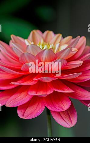 Läuferin für Dahlia-Lachs Stockfoto