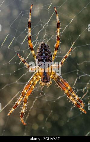 Gartenspinne Wissenschaftlicher Name: Araneus diadematus Stockfoto