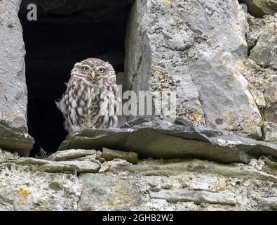 Eine kleine Eule (Athene noctua) in einer Scheune in der Nähe von Settle, Yorkshire Dales, Großbritannien. Stockfoto