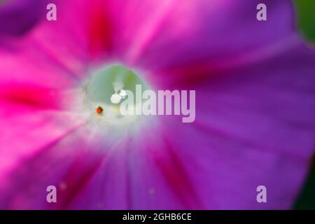 Nahaufnahme Blick auf eine Morgenglorreiche Blume Stockfoto