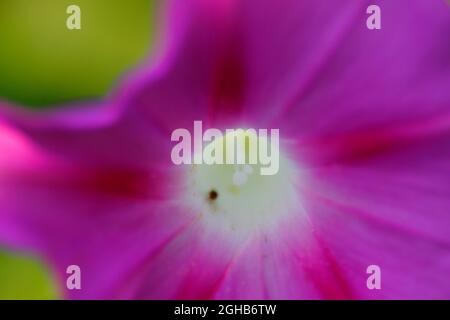 Nahaufnahme Blick auf eine Morgenglorreiche Blume Stockfoto