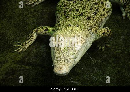 Weißes Albinokrokodil lauert im Wasser Stockfoto