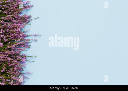 Pink Common Heather blüht auf hellblauem Hintergrund. Platz kopieren, Draufsicht. Flach liegend, selektiver Fokus Stockfoto