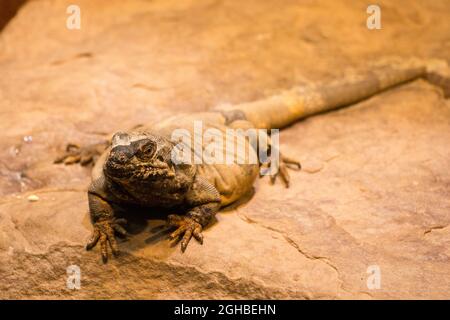 Bärtiger Drache, der sich in der Sonne sonnt Stockfoto