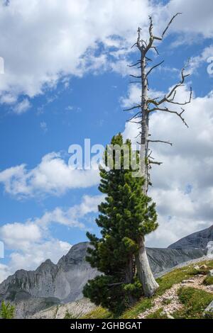 Zirbenkiefer (Pinus cembra) mit abgestorbenem Baum. Die Dolomiten. Italienische Alpen. Europa. Stockfoto