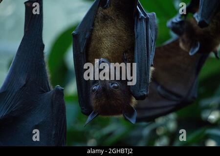 Flying Fox hing kopfüber Stockfoto