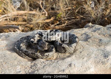 Eine europäische Katzenschlange, oder Soosan Snake, Telescopus fallax, zusammengerollt und starrend, in Malta. Stockfoto