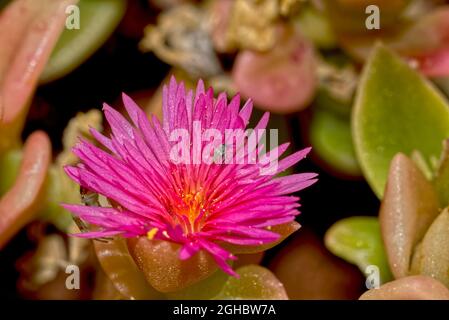 Blume der Aptenia Cordifolia, auch Herzen und Blumen genannt. Es ist eine gemeinsame Landschaftspflanze in Arizona. Stockfoto