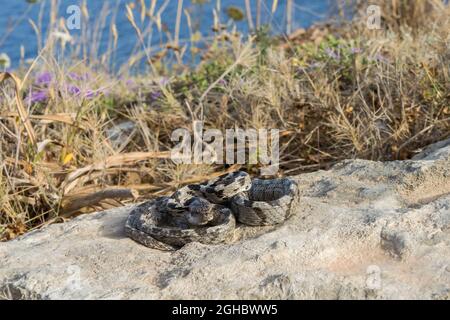 Eine europäische Katzenschlange, oder Soosan Snake, Telescopus fallax, zusammengerollt und starrend, in Malta. Stockfoto