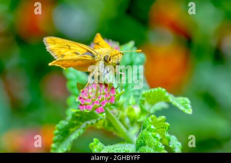 Ein kleiner Schmetterling aus Arizona, bekannt als Feery Skipper, wegen seiner goldischen Farbe. Die Art ist Hylephila phyleus aus der Familie der Lepidoptera. Stockfoto