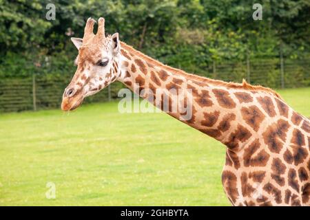 Giraffe zu Fuß im Aalborg Zoo in Dänemark. Stockfoto