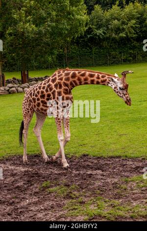 Giraffe zu Fuß im Aalborg Zoo in Dänemark. Stockfoto