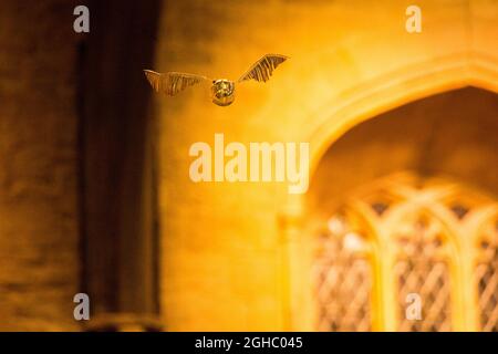 Ein goldener Spitzel fliegt in der Harry Potter World in London Stockfoto