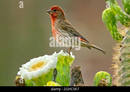 Ein männlicher Hausfinch aus Arizona thront auf der Blüte eines Saguaro-Kaktus. Art Carpodacus mexicanus, Familie Fringillidae. Stockfoto