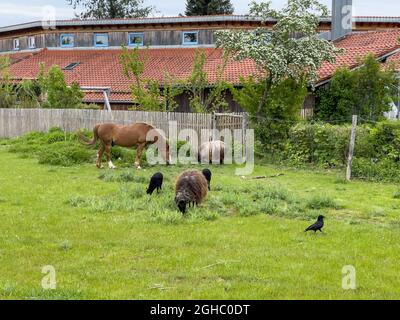 Ein Pferd, zwei Schafe und Vögel essen auf einer grünen Wiese vor einem Haus. Stockfoto