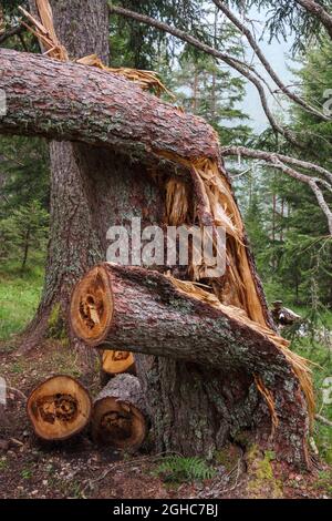 Kranke Fichte (Picea abies) gebrochener Stamm. Wald in den Dolomiten. Italienische Alpen. Italien. Europa. Stockfoto