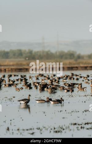 Wandergebiet Kanada Gänse ruhen auf See in Kalifornien Stockfoto