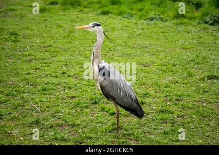 Reiher im Gras beobachten Stockfoto