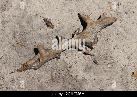 Ein Stück verwittertes Treibholz liegt auf dem Sand an einem Strand in Virginia. Stockfoto