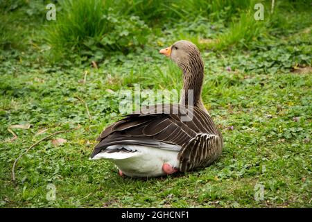 Gänse grübelt im Gras Stockfoto