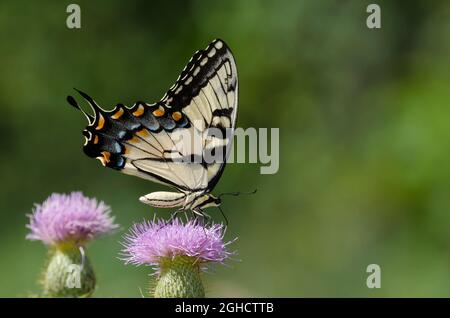 Östlicher Tigerschwanzschwanz, Pterourus glaucus, Nektar aus hoher Distel, Cirsium altissimum Stockfoto