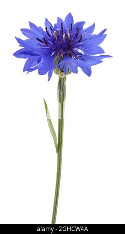 Blaue Kornblume (Cyanus Segetum) isoliert auf weißem Hintergrund Stockfoto