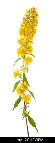 Europäische Goldrutenblüten isoliert auf weißem Hintergrund Stockfoto