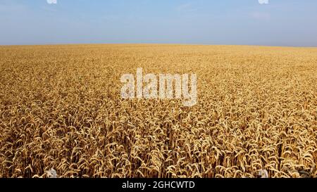 Luftdrohne Flug über Feld von gelbem reifen Weizen Nahaufnahme. Stockfoto