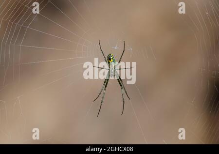 Obstgarten Orbweaver, Leucauge venusta, in horizontalem Orbis-Netz Stockfoto