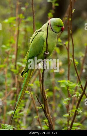 Halsbandsittich auf einem Ast - Closeup Stockfoto