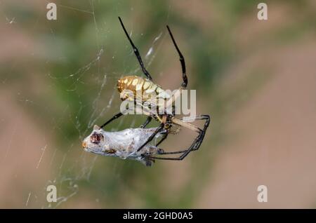 Schwarze und gelbe Argiope, Argiope aurantia, die sich von Heuschreckenraub ernährt Stockfoto