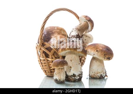 Haufen frisch geernteter Waldpilze im Korb isoliert auf weißem Hintergrund Stockfoto