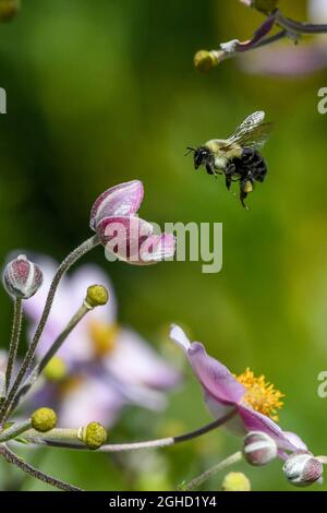 Hummel - Bombus - Hummel, die auf einer Blume landet - Japanische Anemone tomentosa Robustissima Stockfoto