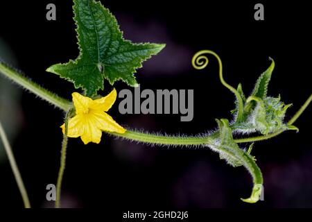 Gurkenrebe und -Blume haarige, kriechende Rebe und Gurkenblatt - Cucumis sativus Blätter Stockfoto