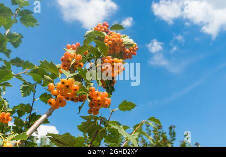 Zweig mit Weißdorn mit reifen gelben Beeren gegen blauen Himmel in der Herbstsaison Stockfoto