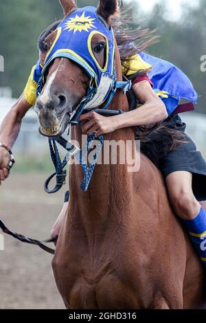 Die Enoch Cree Nation indischen Relais (Pferd) Rennen. Alberta, Kanada Stockfoto