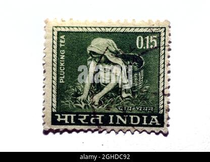 Eine in Indien gedruckte Briefmarke zeigt eine Frau, die Tee pflückt und pflückt, um 1965, Bild von Teepflückern isoliert auf weißem Hintergrund Stockfoto