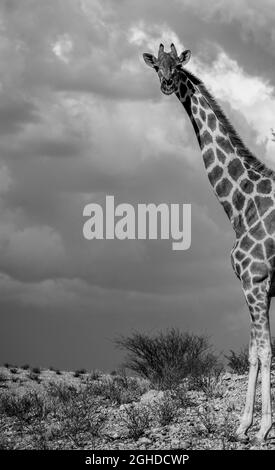 Eine einzige Giraffe in der Kalahari-Wüste Stockfoto