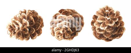 Tannenzapfen-Set. Handgezeichnete Aquarelldarstellung isoliert auf weißem Hintergrund Stockfoto