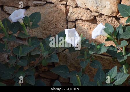 DATURA ENOXIA Pflanze mit mehreren offenen Blüten großen grünen Blättern Stockfoto