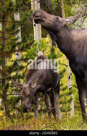 Elchkuh und ihre zwei Kälber am Jefferson Lake Colorado an einem wunderschönen frühen Herbstmorgen Stockfoto