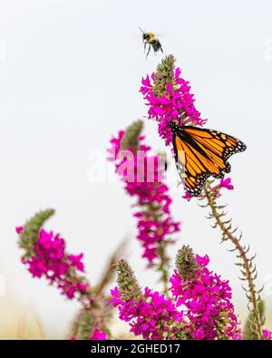 Monarch Schmetterling auf Blume von Purlpe loosestrife Stockfoto